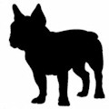 Frenchie