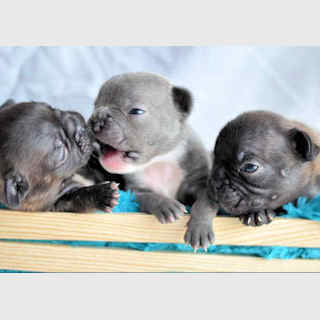 The three amigos